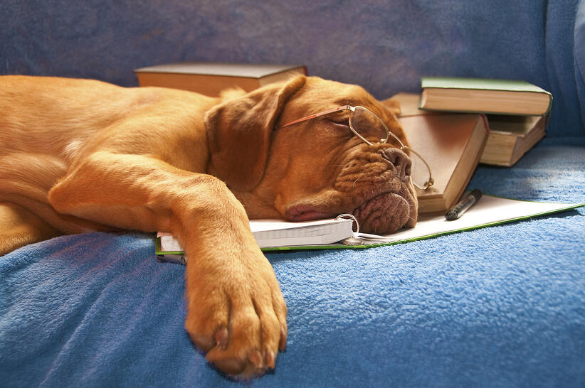 Productivity_dog